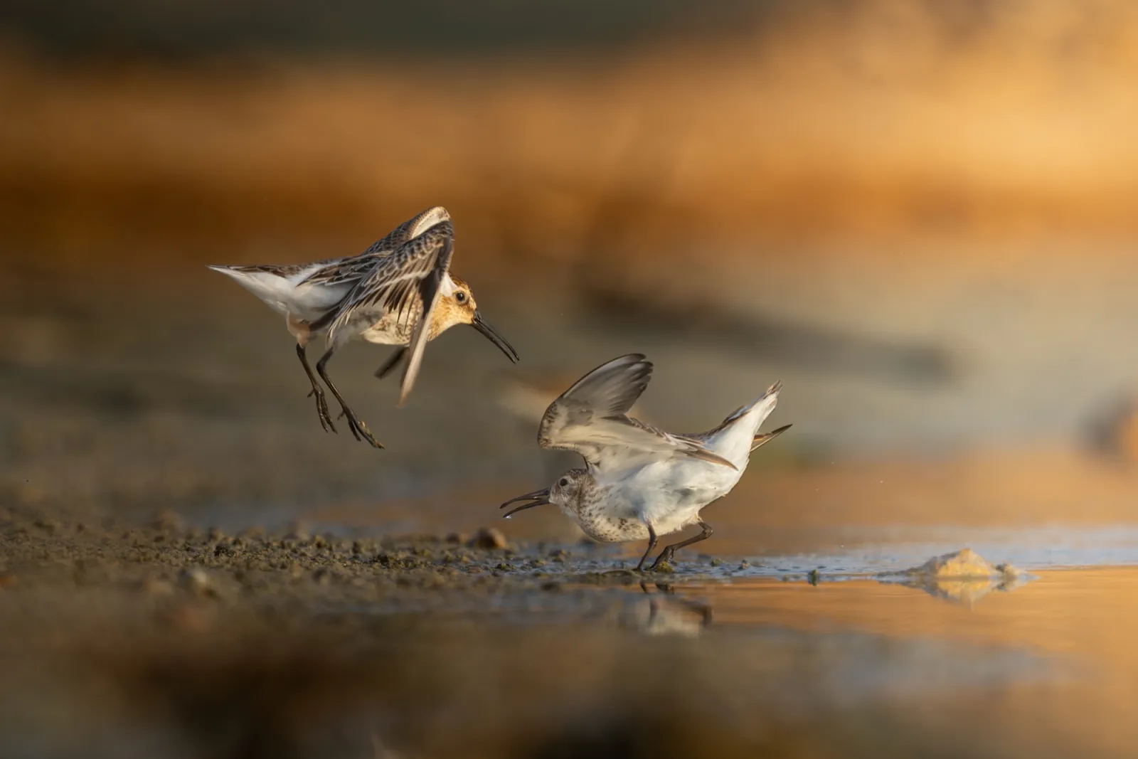 Alpenstrandläufer am Ufer im goldenen Licht