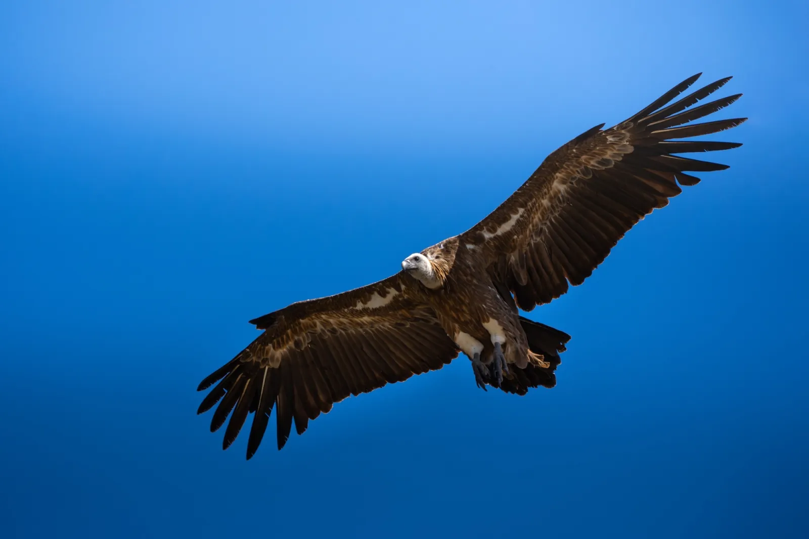 Gänsegeier im Flug vor blauem Himmel