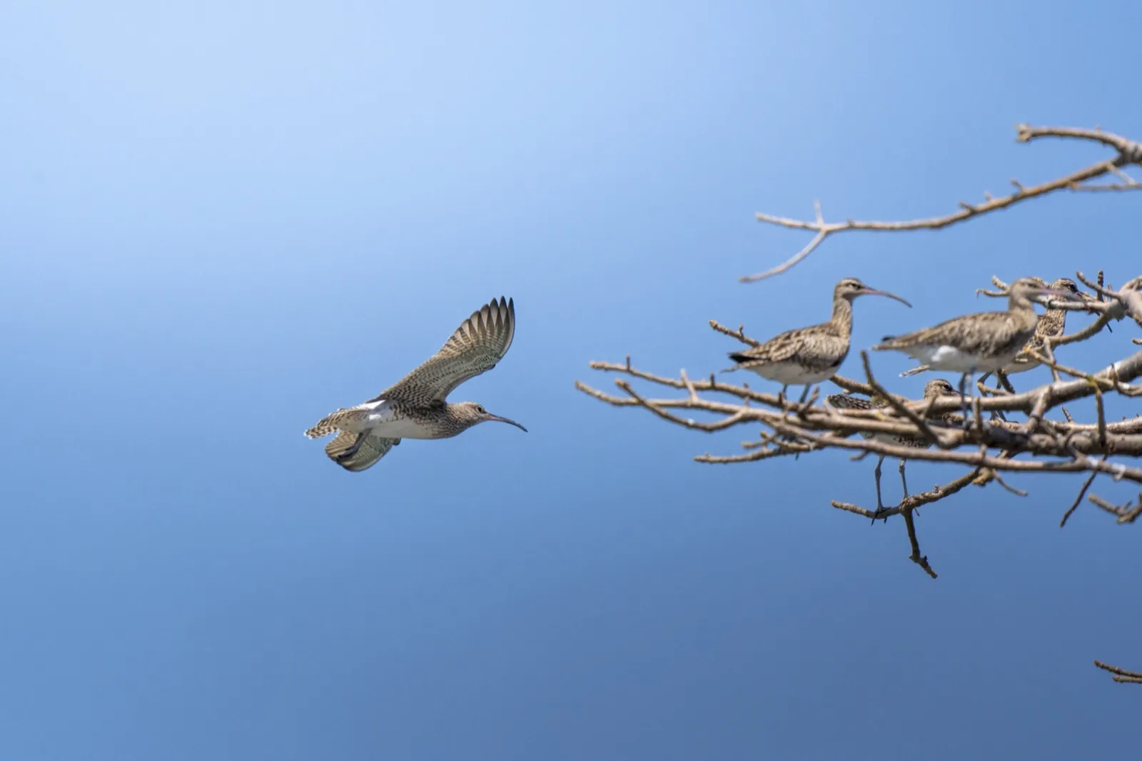 Regenbrachvögel in einem kahlen Baum, Guinea-Bissau